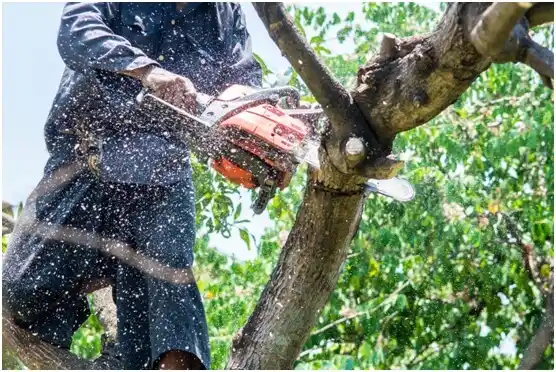 tree services Boerne